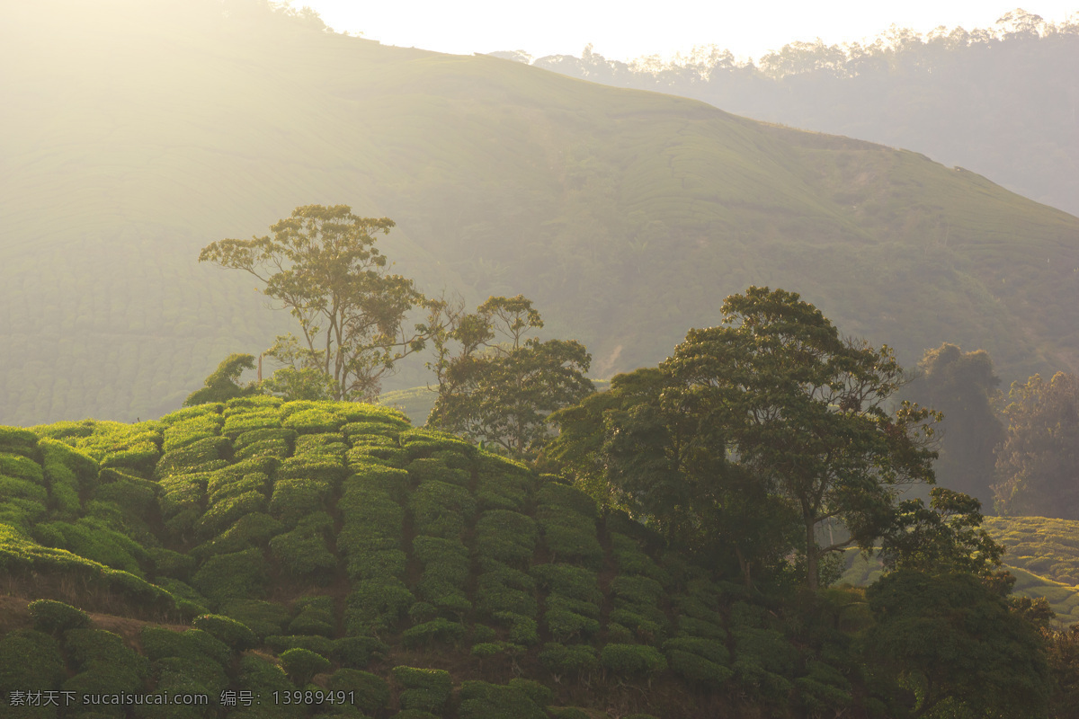 山上的茶园 花茶 植物茶 茶叶 普洱茶 梯田茶园 自然风景 自然景观 灰色