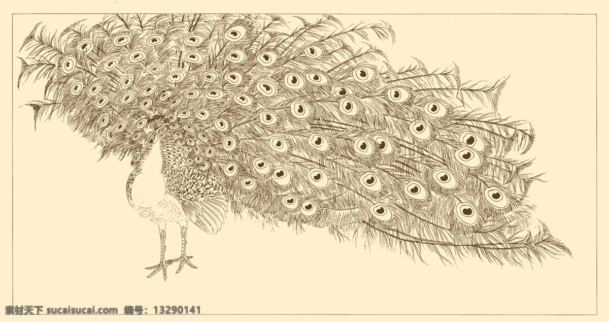 白描孔雀 白描 线描 国画 中国画 孔雀 禽鸟 动物 孔雀开屏 分层 源文件