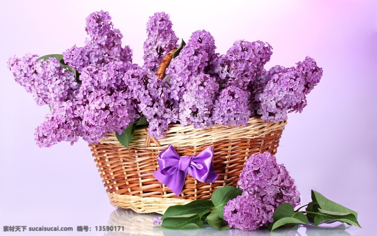 紫色丁香花