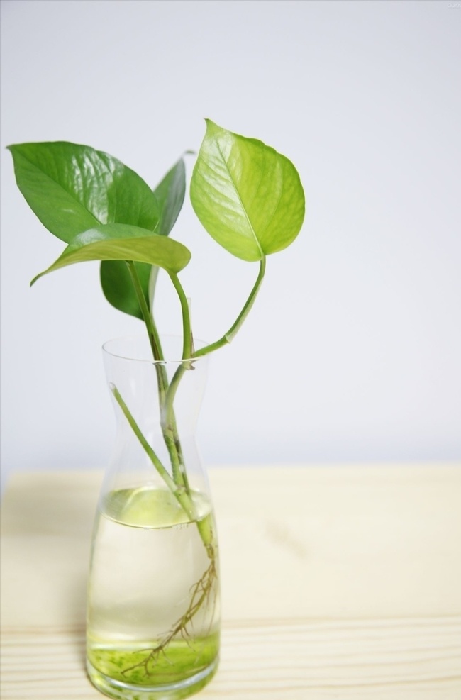 水培绿萝 玻璃花瓶 玻璃瓶绿萝 绿叶 花朵 树木 水果 生物世界 花草