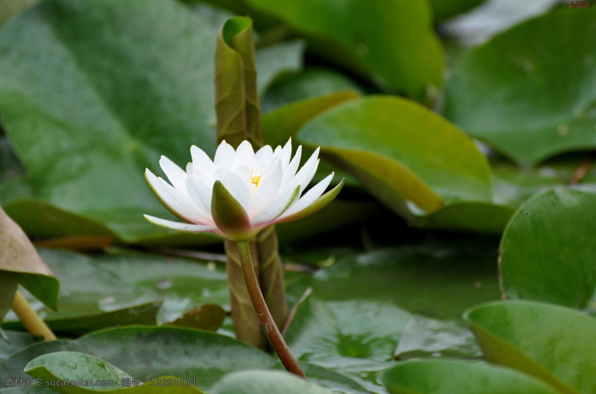 白睡莲 承德 避暑山庄 荷塘 莲花 睡莲 花草 生物世界