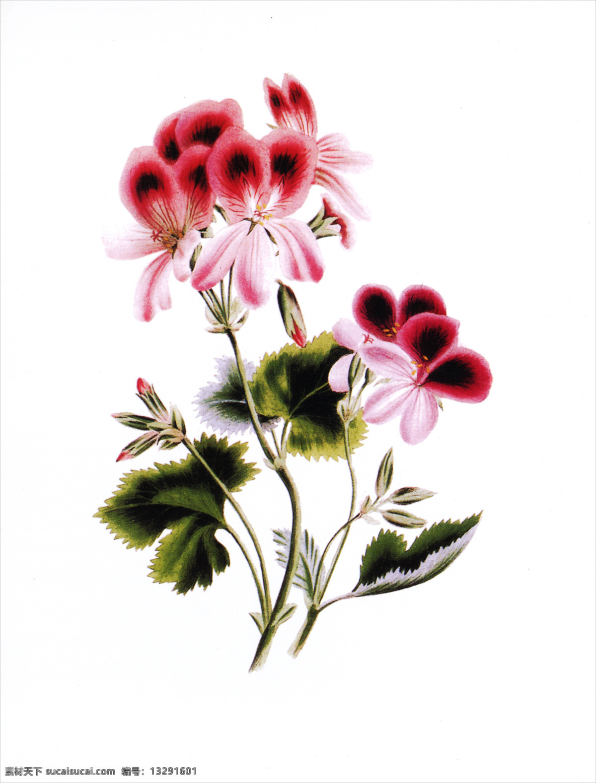 美克 美 家 复古 装饰画 无框画 欧式风格 美克美家 复古怀旧 工艺品图 创意 花朵 草 叶子 图谱 漂亮 鲜艳 绘画书法 文化艺术