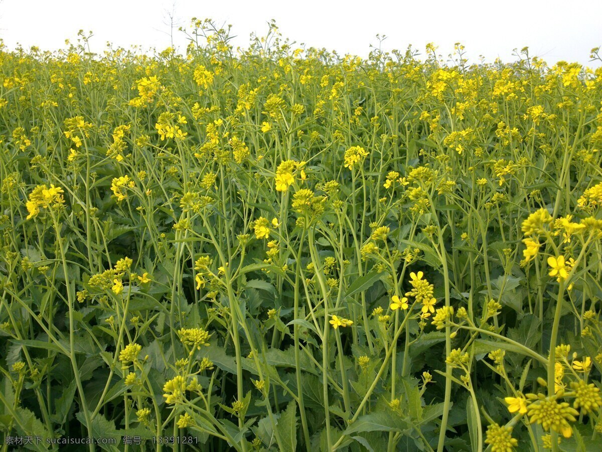 油菜花 春天 花草 金黄色 生物世界 鲜花 psd源文件