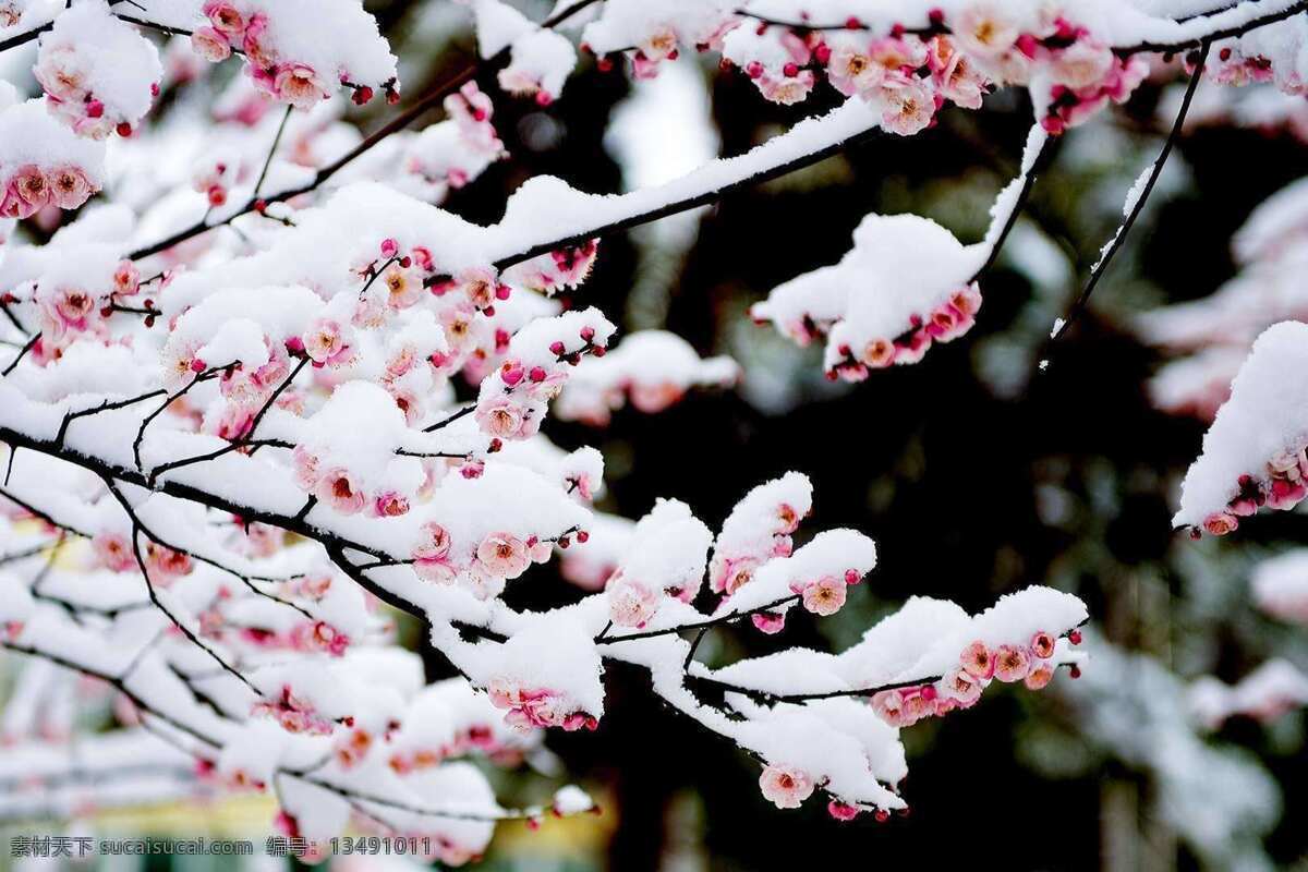 梅花雪景 树 白 梅花 植物 特写 自然 花瓣 春天 果园 背景 分支 季节 美丽的雪景 雪景 金黄色 大雪 覆盖 积雪 白雪 丰收 瑞雪兆丰年 自然景观 自然风景
