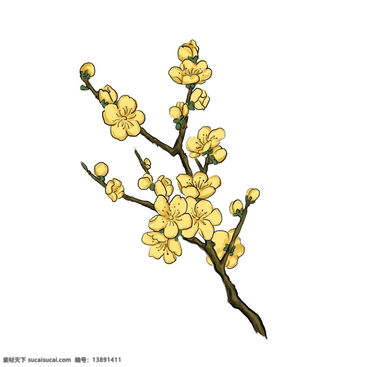 腊月 梅花 寒冷 盛开 季节 冬天 坚强 高雅 忠贞 孤傲 金梅 手绘 免扣图 高清图