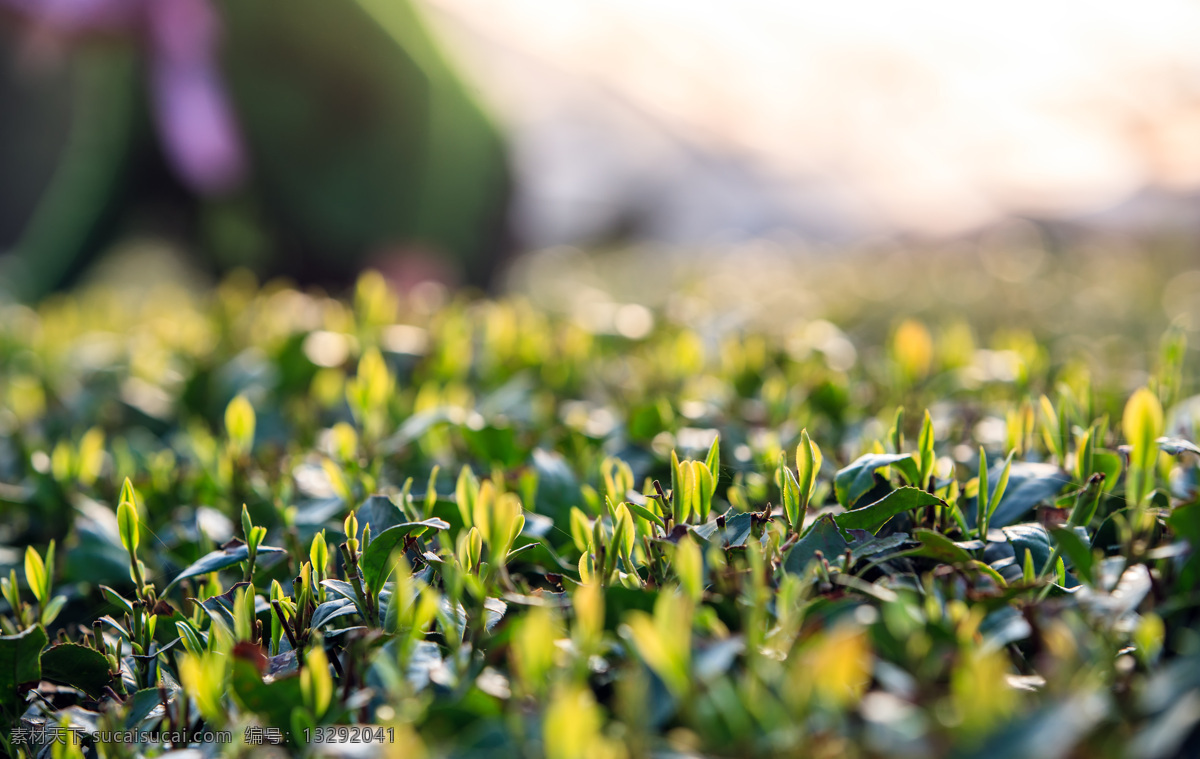 春茶 茶 嫩芽 茶叶 新茶 春芽 绿色 绿茶 茶园 茶海 茶园日出 自然景观 田园风光