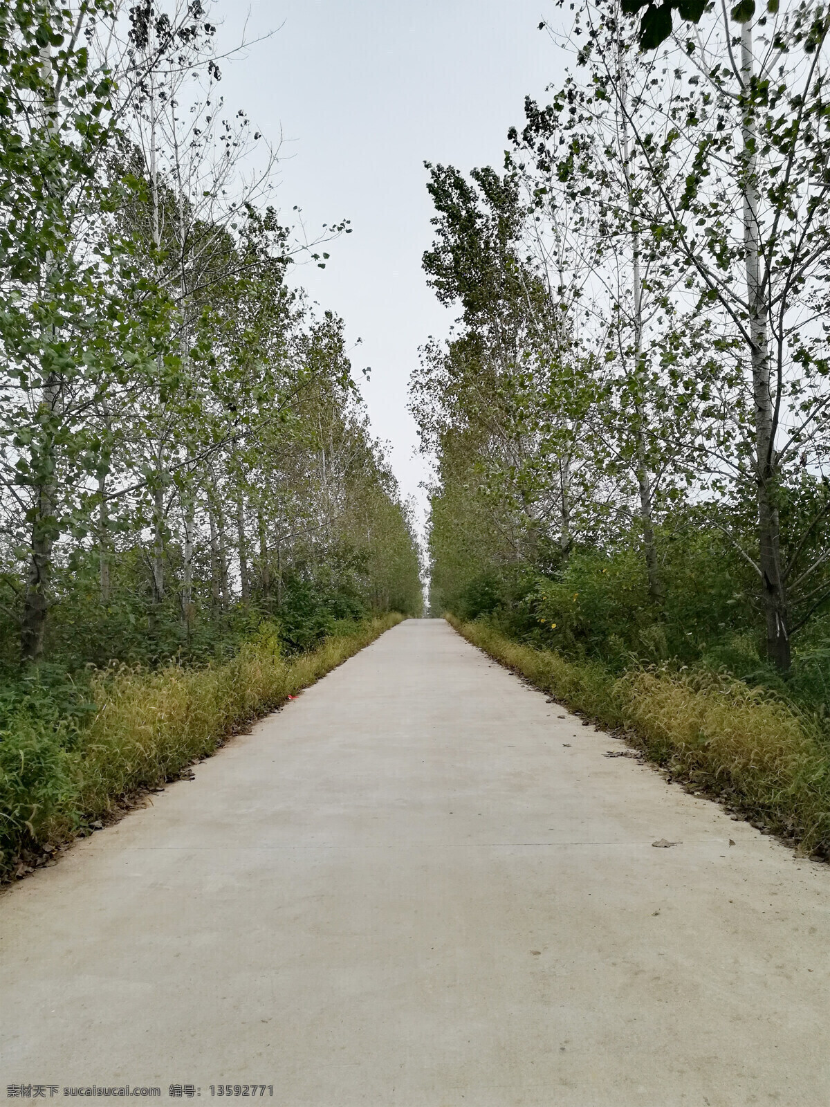 乡村水泥路 农村 公路 乡村公路 小路 远方 幽静 自然景观 自然风景