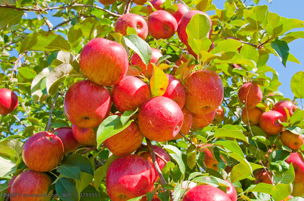 树上 红苹果 瓜果 水果 红富士苹果 树上的 蔬菜水果 生物世界