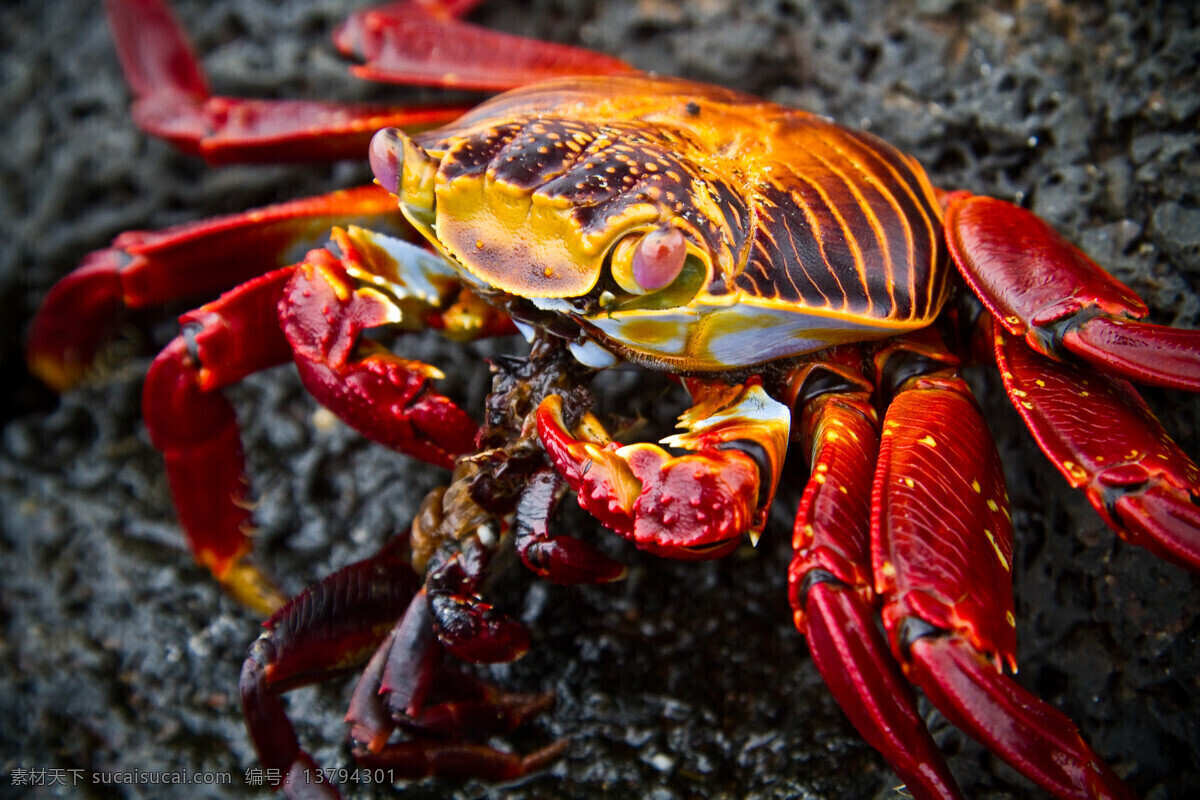 高清 龙虾 背景 龙虾摄影 海鲜 食物 美食 食材原料 餐饮美食