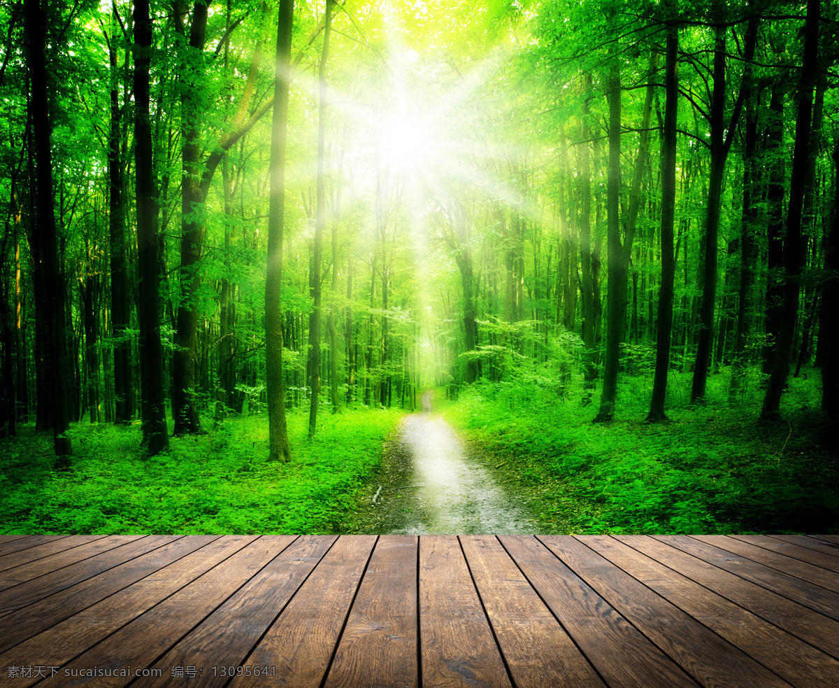 阳光树林木板 地板广告 森林 树林 绿树 大树 春天 木板 景观 风景 景色 自然 绿色 家居 设计景观 自然风光 自然景观 木板图片