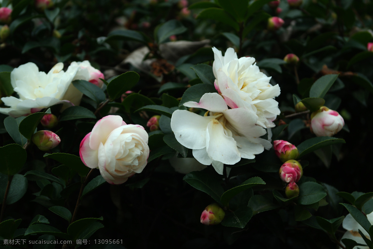 粉白山茶花 山茶花 茶花 重瓣茶花 白山茶花 粉白茶花 生物世界 花草