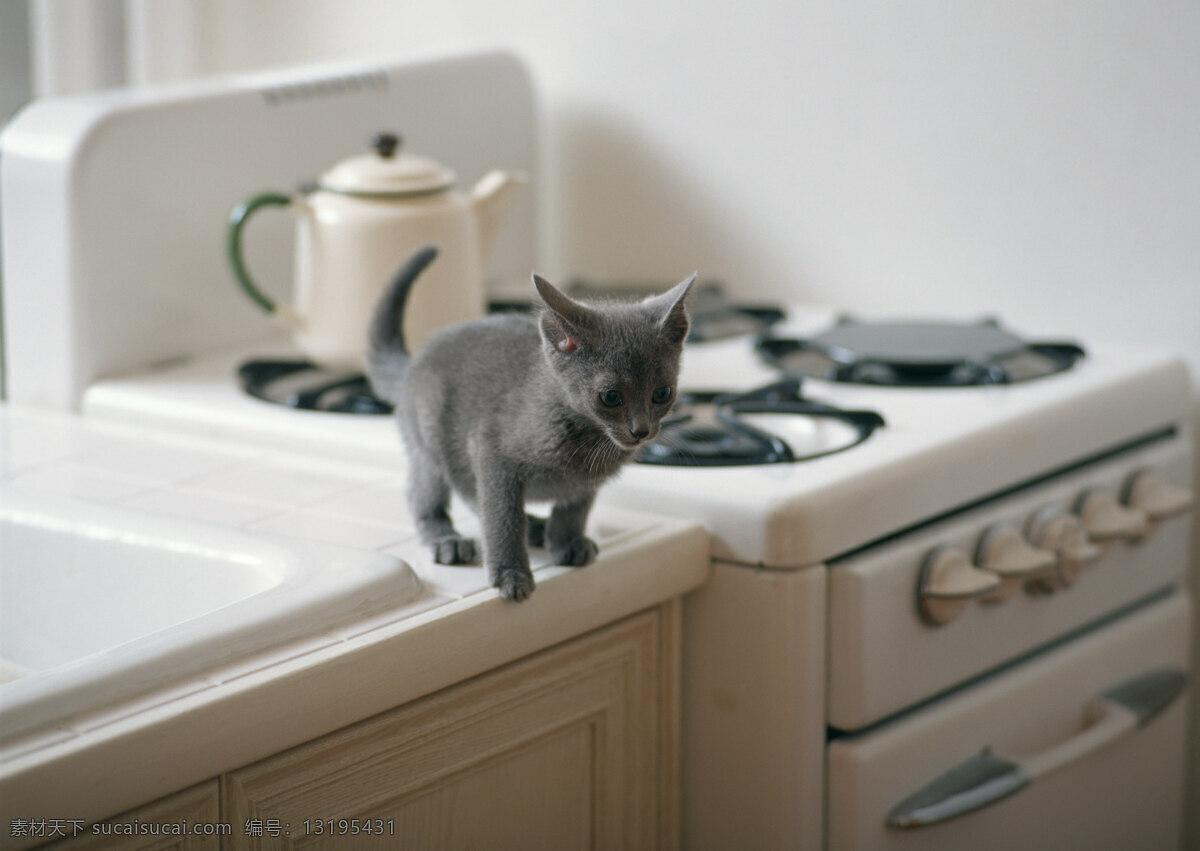 厨房 里 小猫 动物摄影 宠物 猫 可爱的猫 家猫 猫咪 小猫图片 家禽家畜 生物世界 猫咪图片