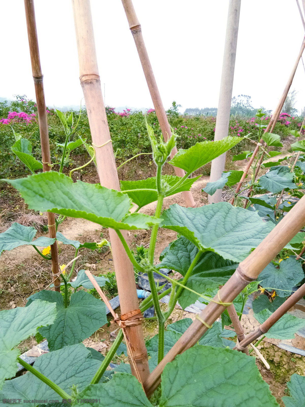 黄瓜图片 黄瓜叶 黄瓜种植 黄瓜苗 生物世界 蔬菜