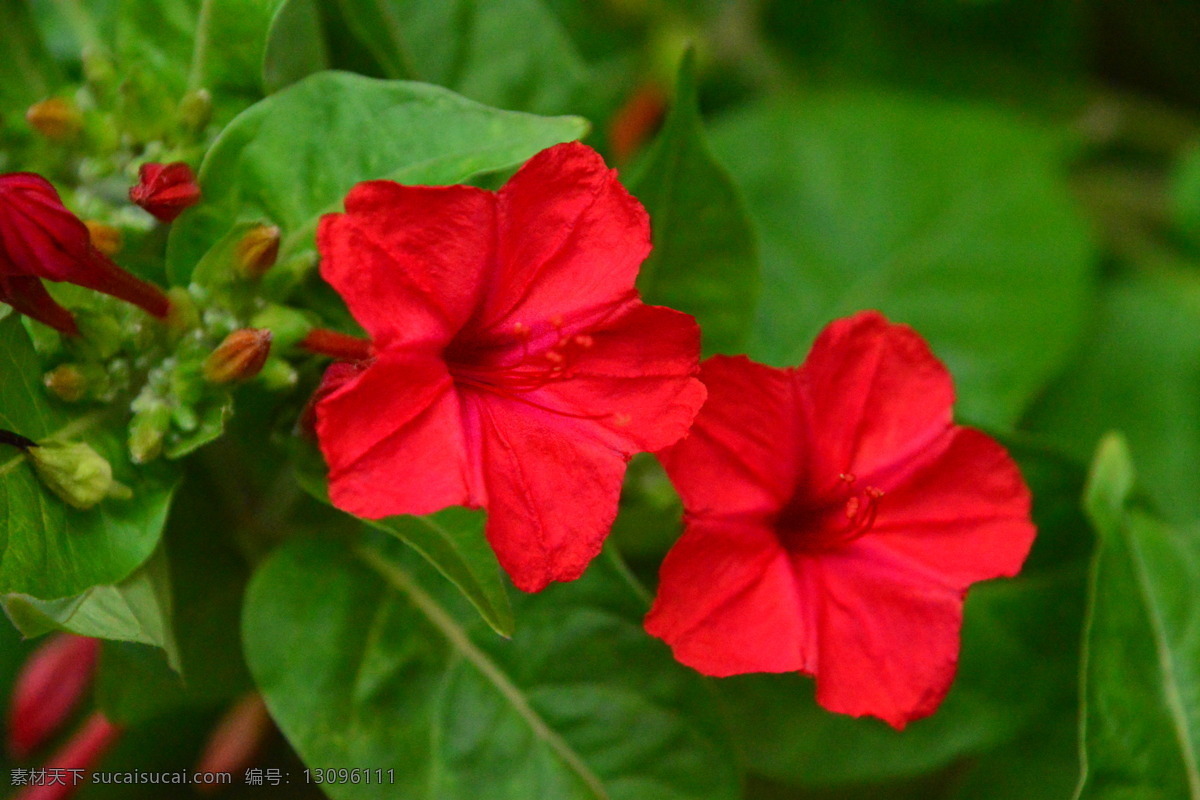 紫茉莉 胭脂花 粉豆花 夜饭花 状元花 花儿 花朵 花卉 花蕊 植物 花草 草本植物 观赏花卉 花卉大观园 生物世界