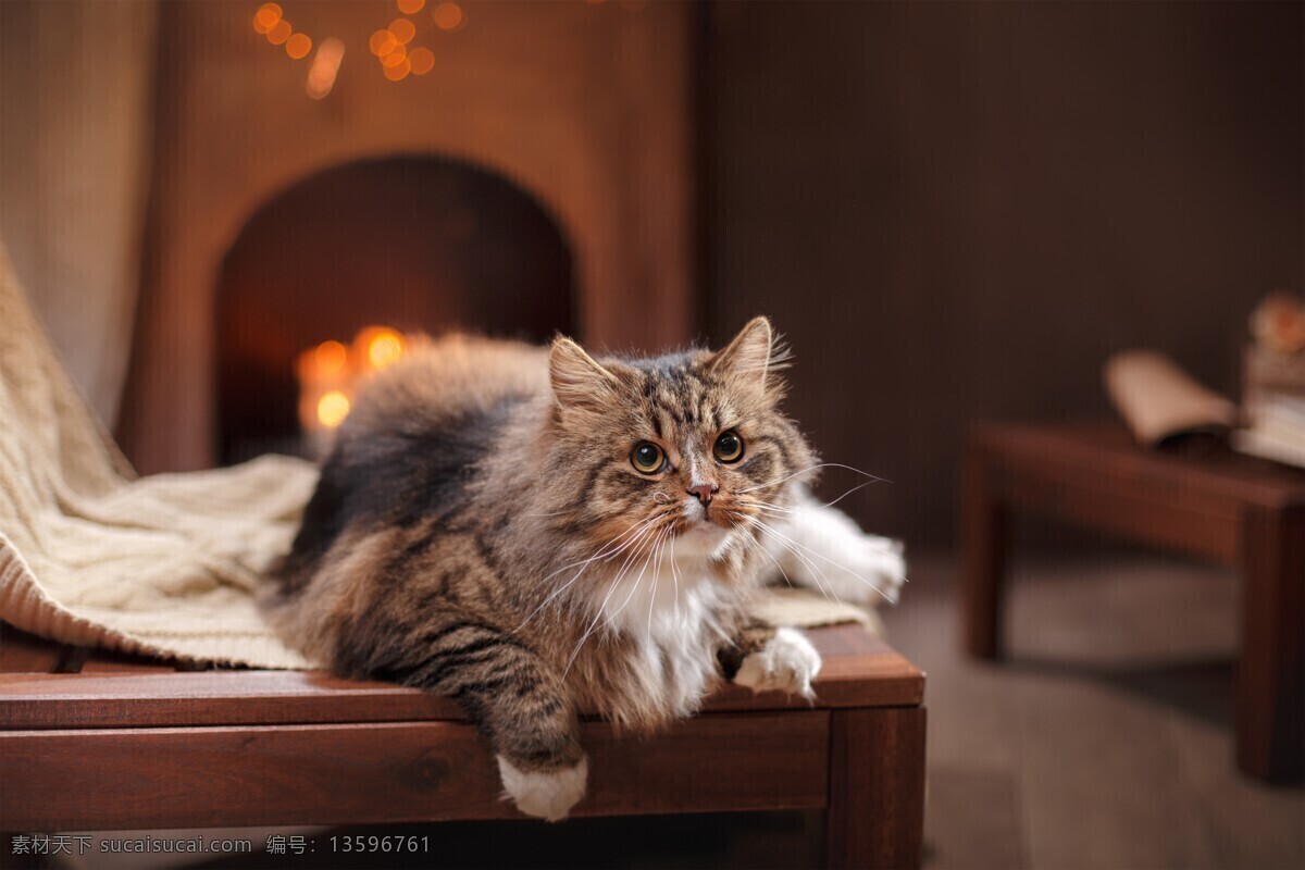 宠物猫图片 喵 猫咪 宠物 萌宠 家猫 动物 可爱 萌猫 小猫 宠物猫 喵星人 可爱的动物 生物世界 家禽家畜