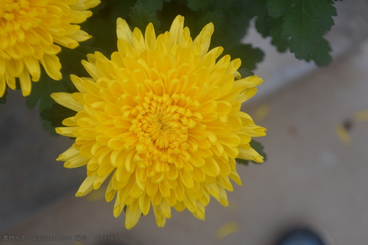 菊花 黄菊 黄色 植物 花卉 特写 太阳光下菊花 草本植物 黄蕊 黄色花蕊 黄花瓣 黄菊花 鲜花 真花 菊花正面 正面菊花 生物世界 花草 灰色