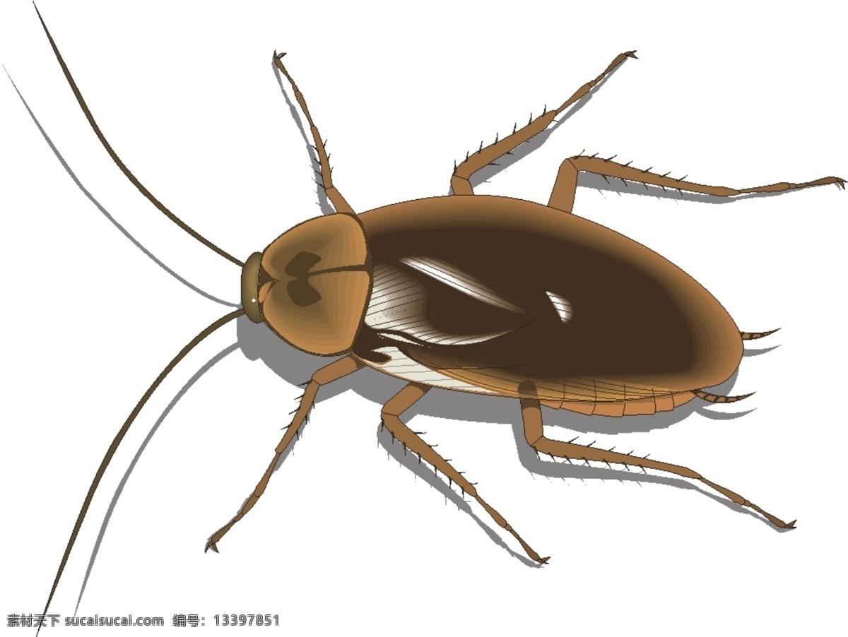 蟑螂 小强 大蠊 生物世界 昆虫 矢量图库 wmf
