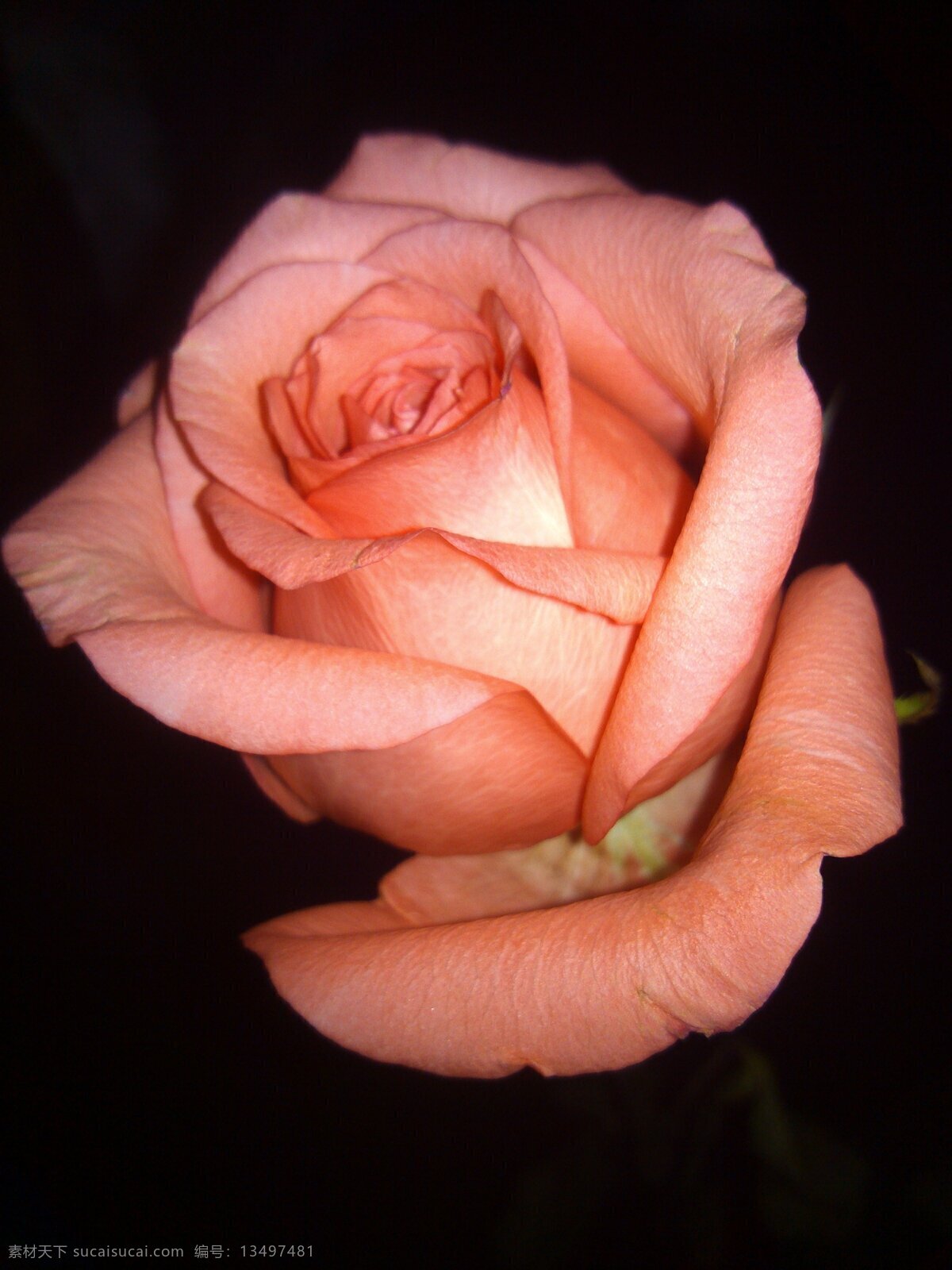 玫瑰花 黑夜 中 粉玫瑰 清香 爱情 美好的姿态 漂亮 花草 生物世界