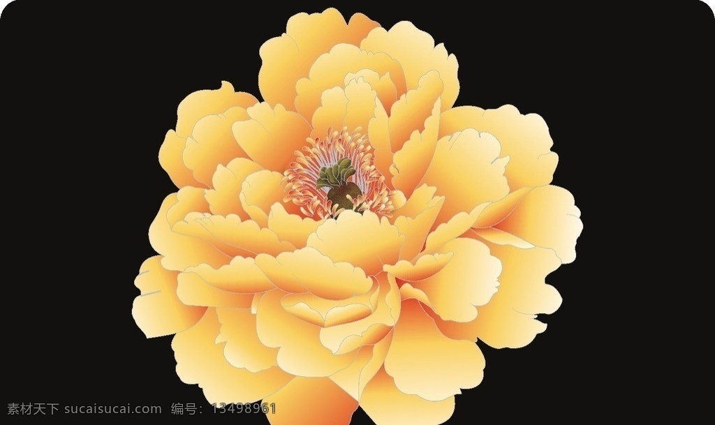 菊花 奔放 较艳 黄色 高贵 美丽 矢量