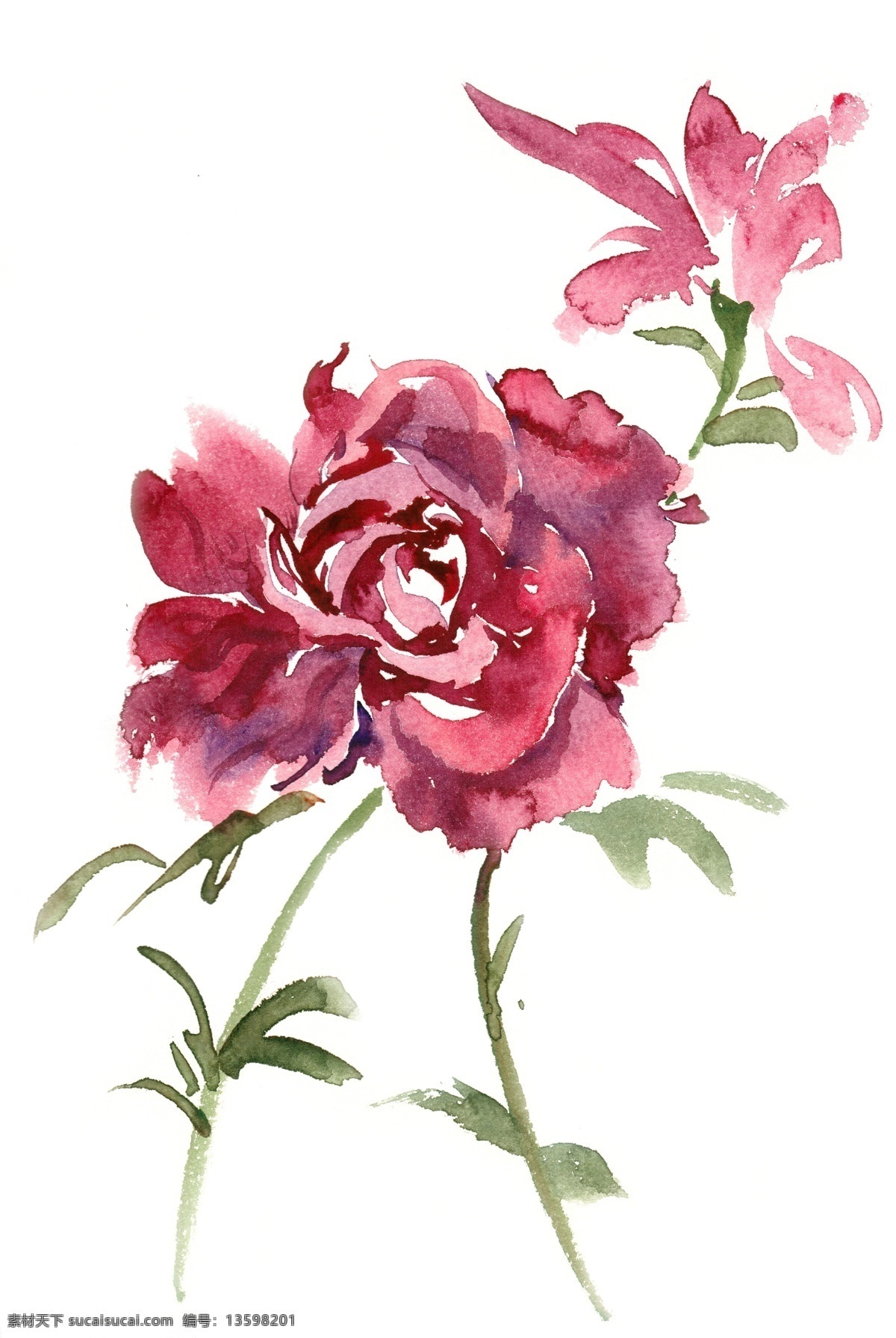 月季花 水彩画 免 抠 花卉 红色 植物 意境 简约 水彩 透明 手绘 盛开 优美 花丛 写意 免抠 亮丽 清幽 绘画 逼真 写实
