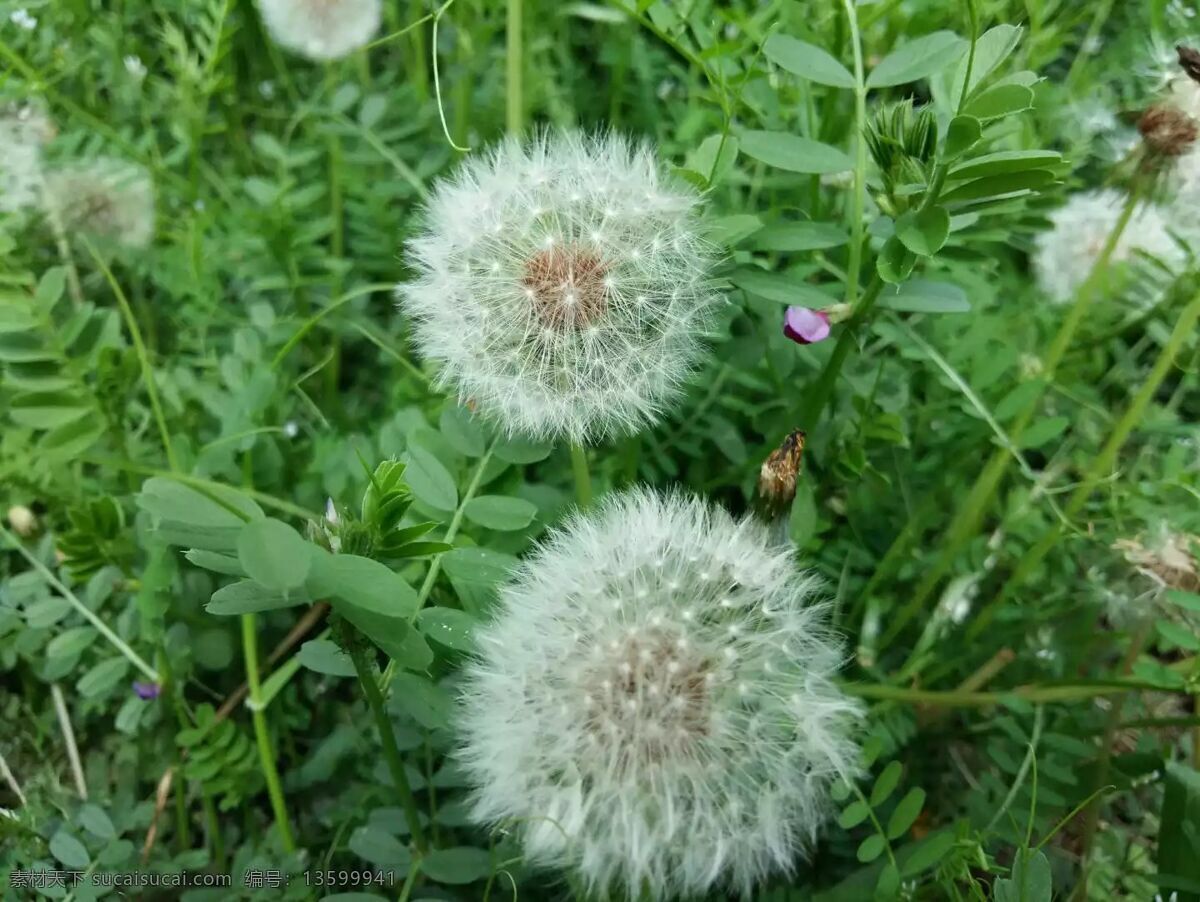 蒲公英 花 风景 植物 草 自然景观 自然风景