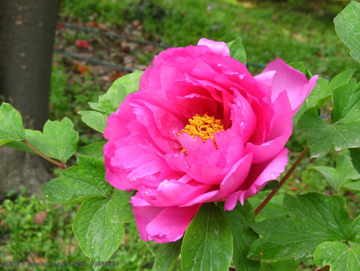 牡丹 花草 摄影图库 生物世界 春季花展 psd源文件