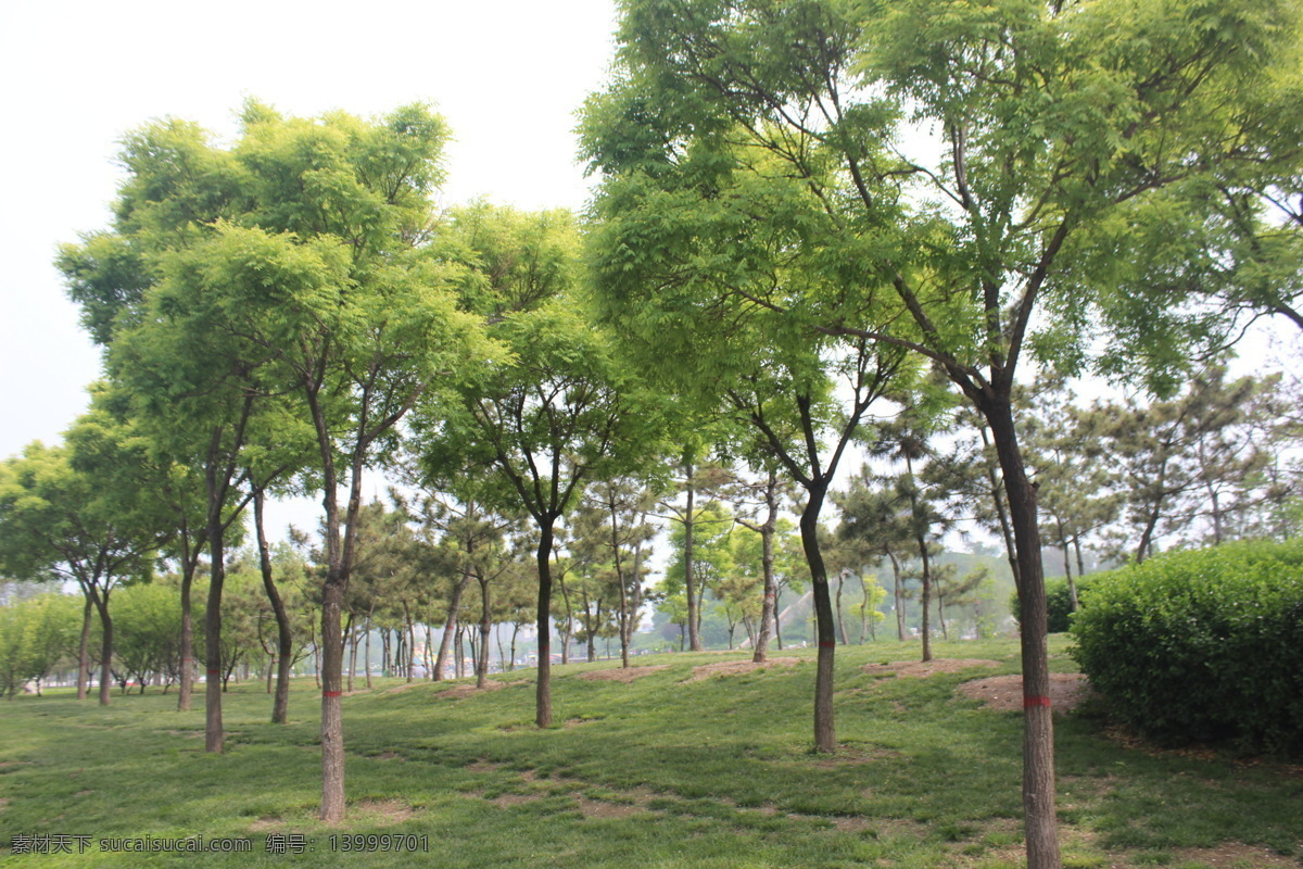 草地 小树 绿油油的 野外 风光 旅游摄影 自然风景