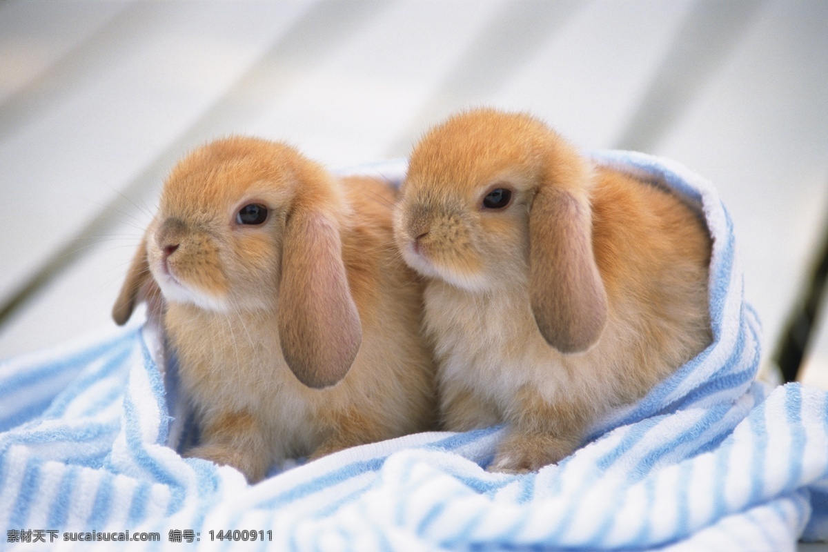 毛巾 里 兔子 动物世界 可爱 小动物 宠物 水中生物 生物世界