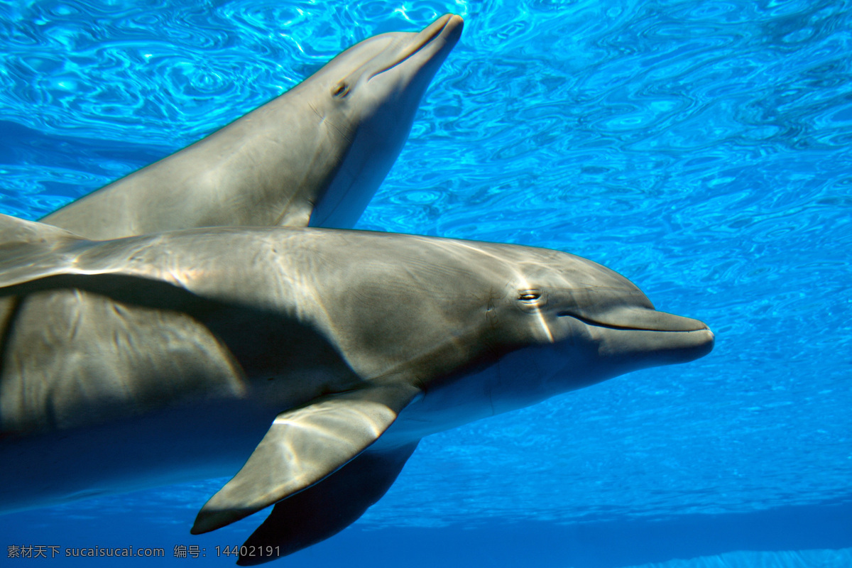 海豚图片素材 海底世界 海豚 陆地动物 生物世界
