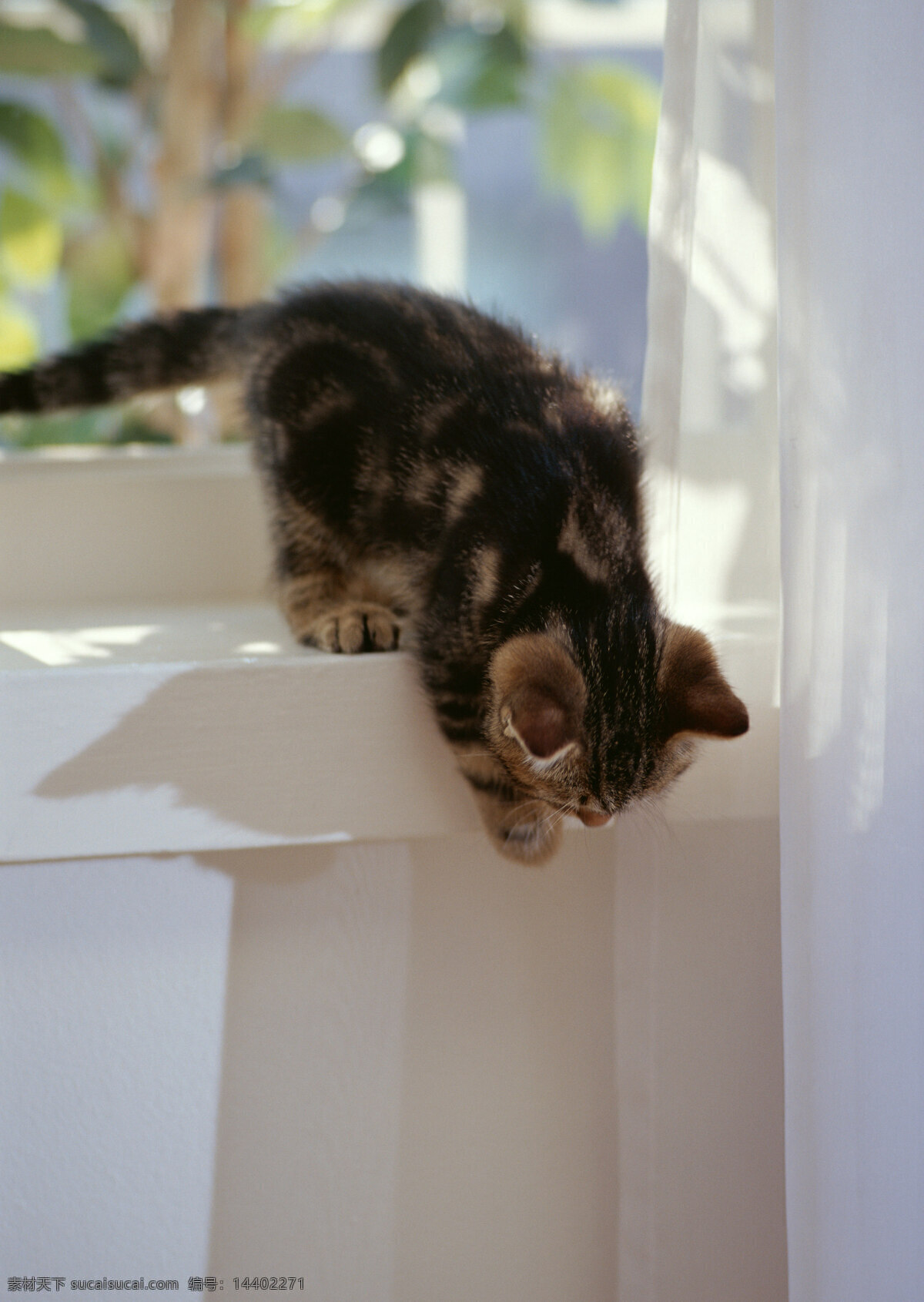 准备 窗台 上 跳 下 猫 小猫 动物摄影 宠物 可爱的猫 家猫 猫咪 小猫图片 家禽家畜 生物世界 猫咪图片