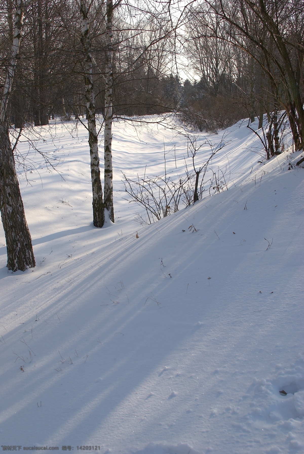 树林 里 白雪 冬天雪景 冬季 美丽风景 美丽雪景 积雪 风景摄影 树木 雪地 山水风景 风景图片