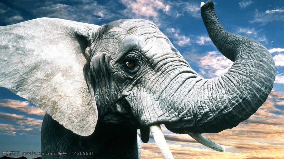 大象来袭 象 大象 大象摄影 野生大象 野生动物 非洲 非洲大象 动物 生物世界 动物园大象 走路的大象 大象走动 黑色