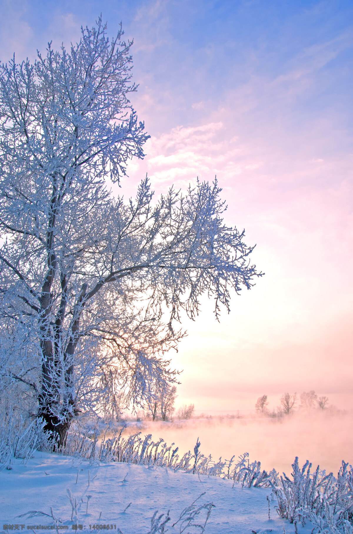 冬天 冬至 雪天 雪 雪树 自然景观 自然风景