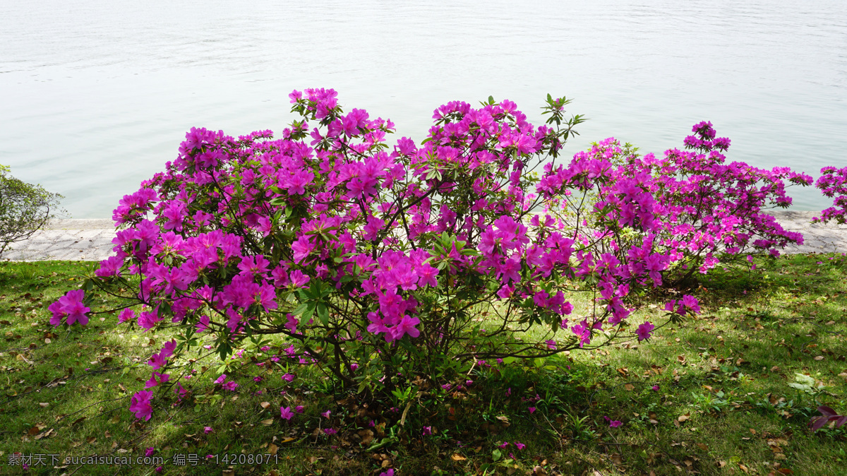 湖畔杜鹃 长沙市 开福区 湖南烈士公园 风景 风光 生物世界 花草