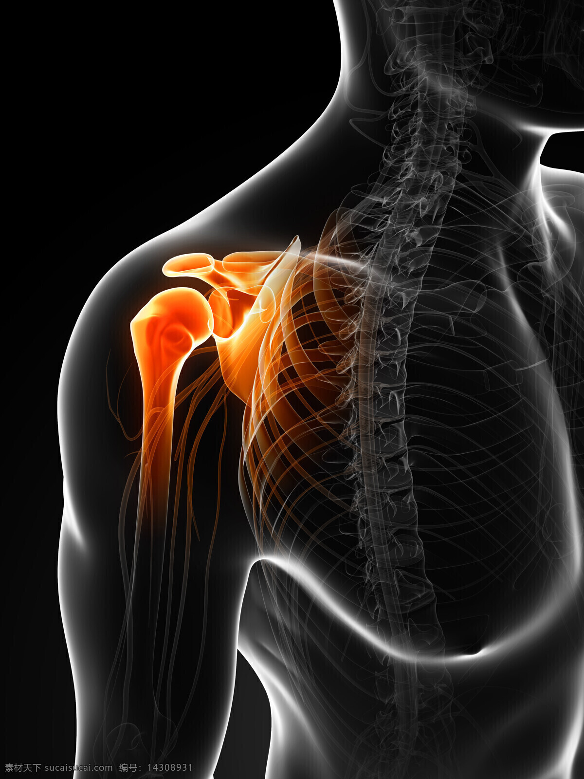 肩部骨骼 人体器官 肩部 人体 人体组织 人体结构 医学 医疗 科学 医疗护理 现代科技