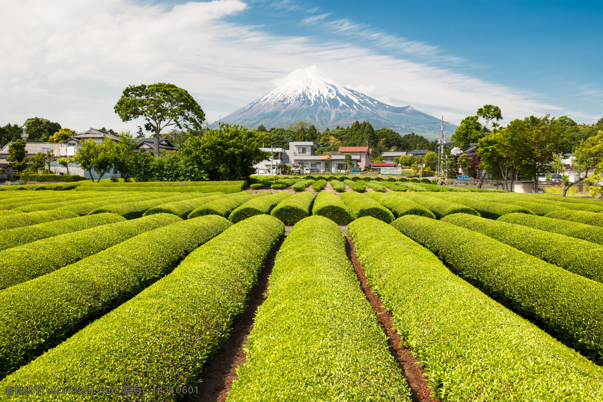 茶园景色 茶山风景 茶园风景 茶园风光 茶园背景 茶树 雪山 蓝天 白云 富士山 乡村景色 茶园 绿茶 黄色