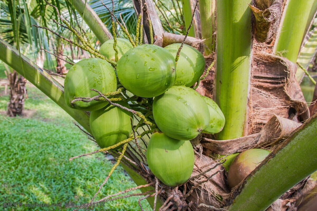 热带水果 水果 鲜果 经济作物 农产品 海南水果 椰子树 椰子林 生物世界