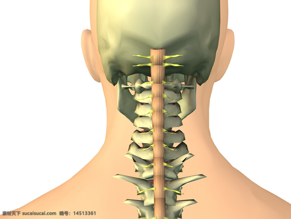 颈椎骨 颈椎 人体脊椎 人体透视 人体研究 医学器官 人体解剖 医学器官图鉴 医疗护理 现代科技