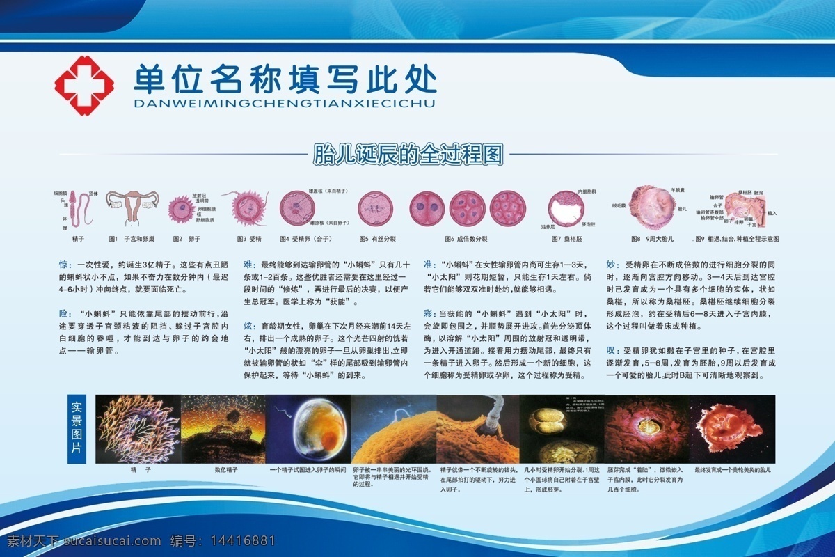 胎儿 诞生 全过程 医疗 医疗保健 医院 医院宣传 医院展板 院内展板 胎儿诞生过程 受精过程 产科展板 产科治疗 妇产科医院 产科看板 院内宣传 产科壁画 医院展板设计