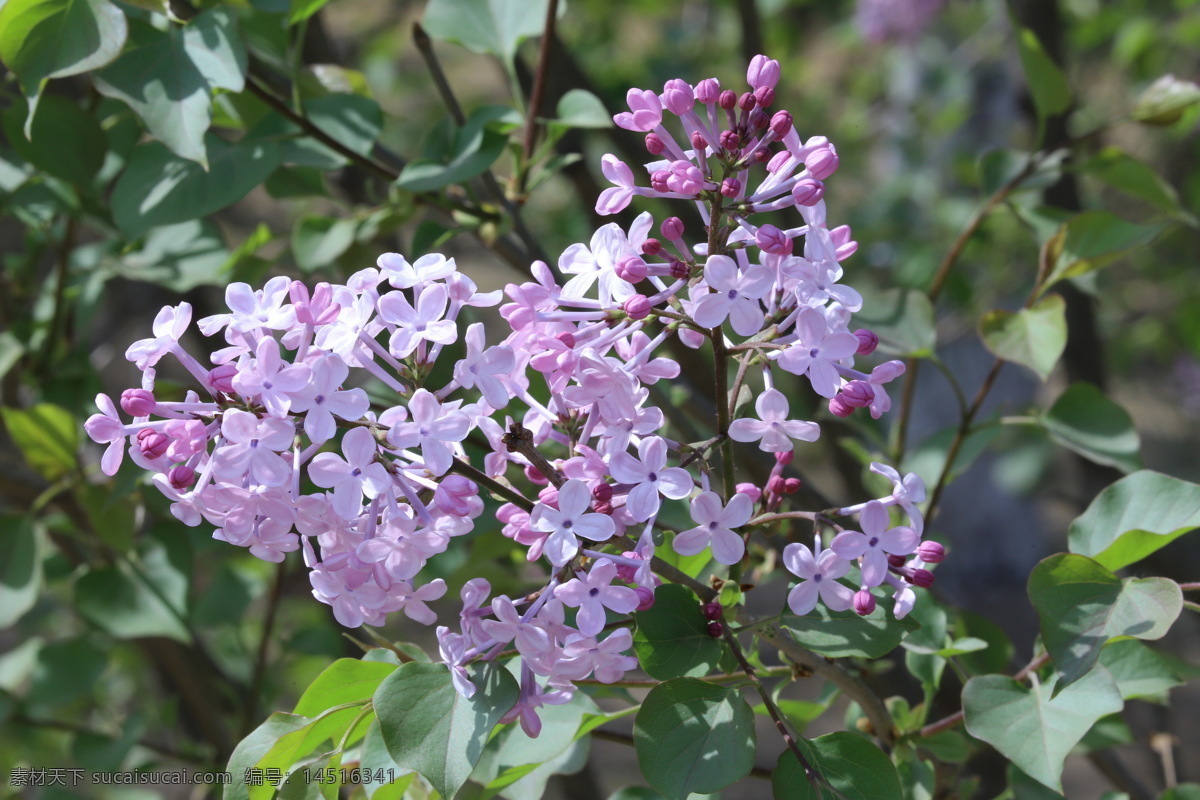 丁香花 丁香 丁香树 春天 花卉 名贵花卉 树枝 自然景观 绿化景观 丁香玉兰花 生物世界 花草