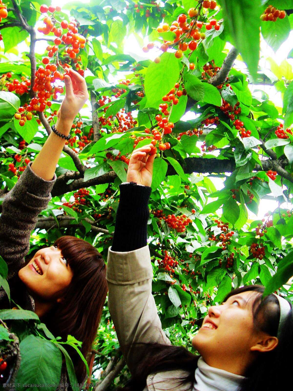 生态 观光农业 采摘 观光 农业 生物世界 水果 樱桃 生态观光农业 矢量图 日常生活