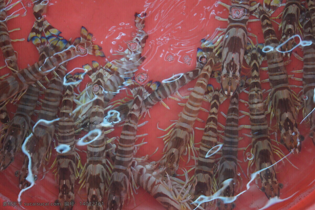 厦门海鲜虾 鼓浪屿 厦门 活虾 反光 水盆 彩色 尾巴 国内旅游 旅游摄影