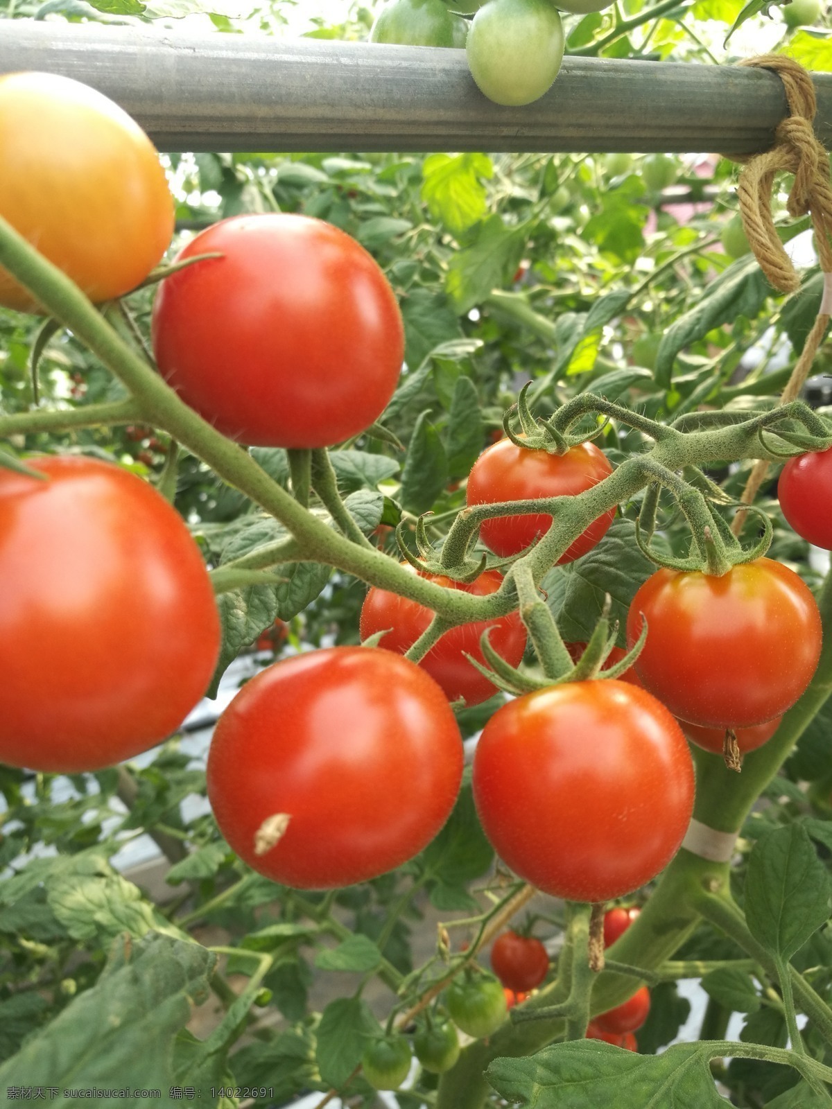 小番茄 番茄 成熟 果实 自然 自然景观 自然风景