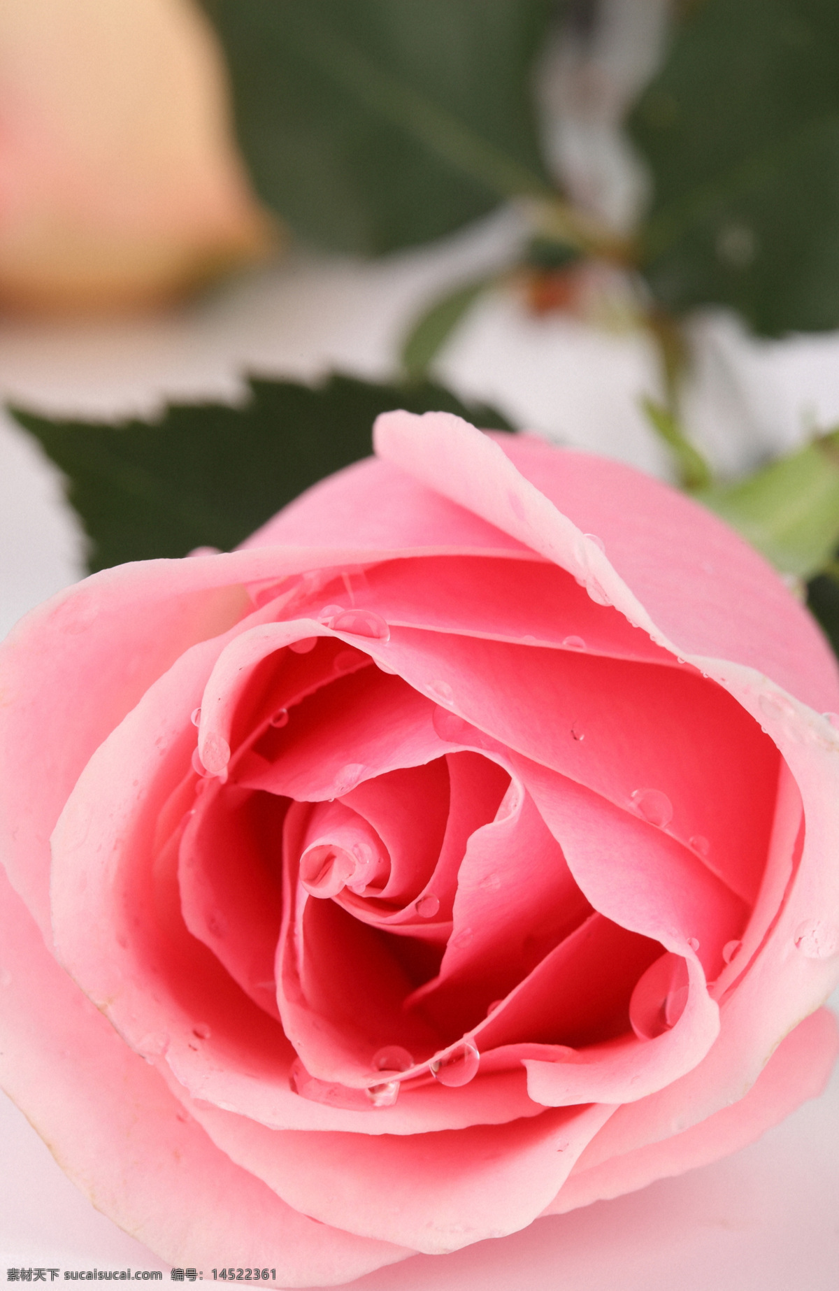 粉 玫瑰 粉玫瑰 露珠 水珠 玫瑰花 美丽鲜花 漂亮花朵 花卉 鲜花摄影 花草树木 生物世界
