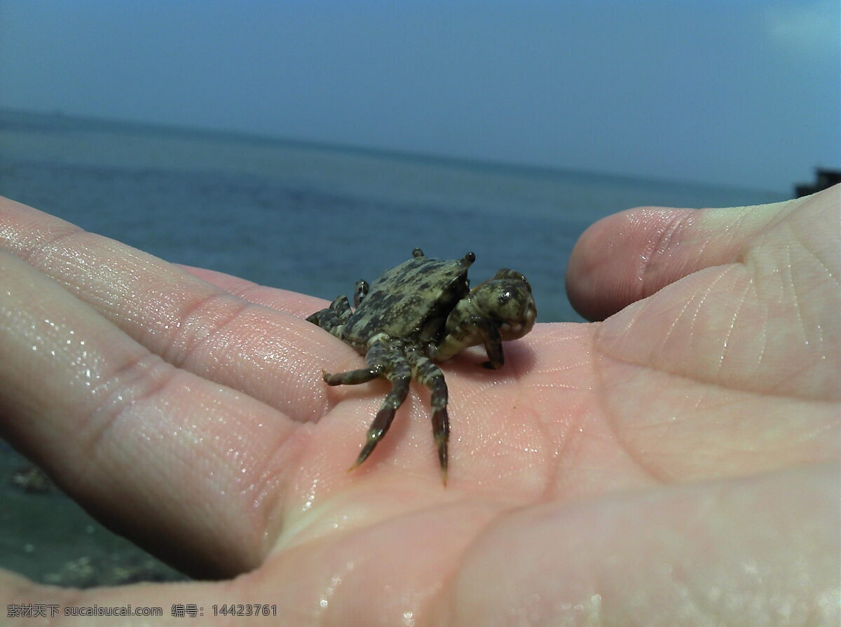 大海 国内旅游 海滩 蓝天 旅游摄影 手掌 手 上海 螃蟹 手上海螃蟹 北海 海螃蟹 银滩 psd源文件