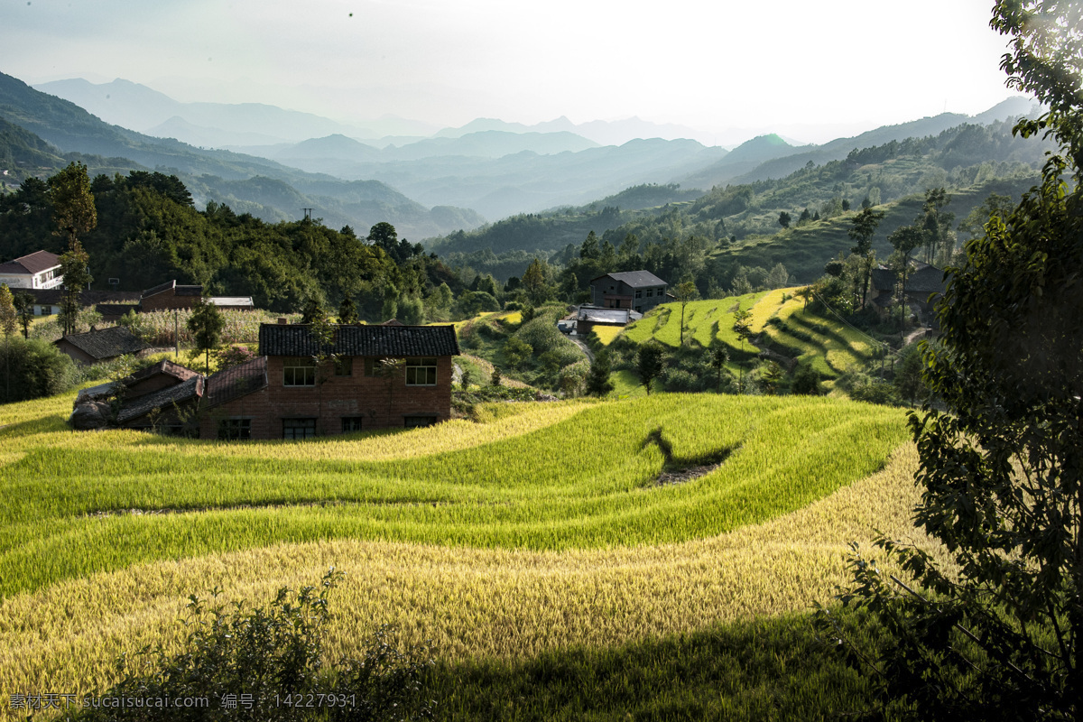 稻子成熟了 汉阴县 稻子 水稻成熟 稻米丰收 丰收景观 原创摄影图片 旅游摄影 自然风景