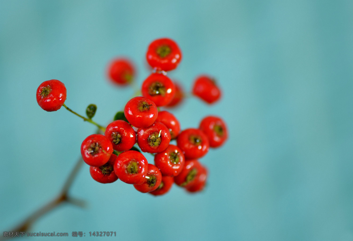 唯美 花 植物 自然 火棘 火棘花 生物世界 花草 青色 天蓝色