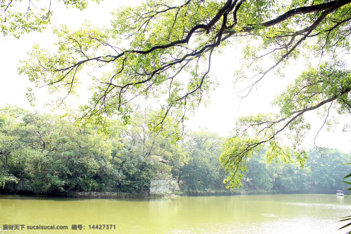 春天 湖 绿色植物 绿树 绿叶 嫩绿 生物世界 树枝 春天树枝 外景 树叶 树木 树林 树木树叶 psd源文件