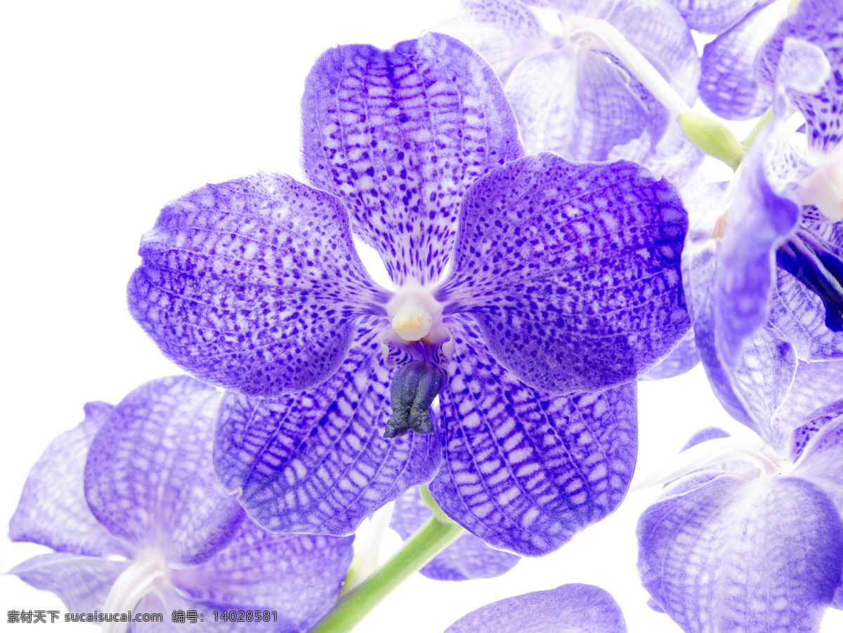 紫色 花朵 花卉 鲜花 花卉风景 春天景象 野花 紫色花朵 花草 花草树木 生物世界