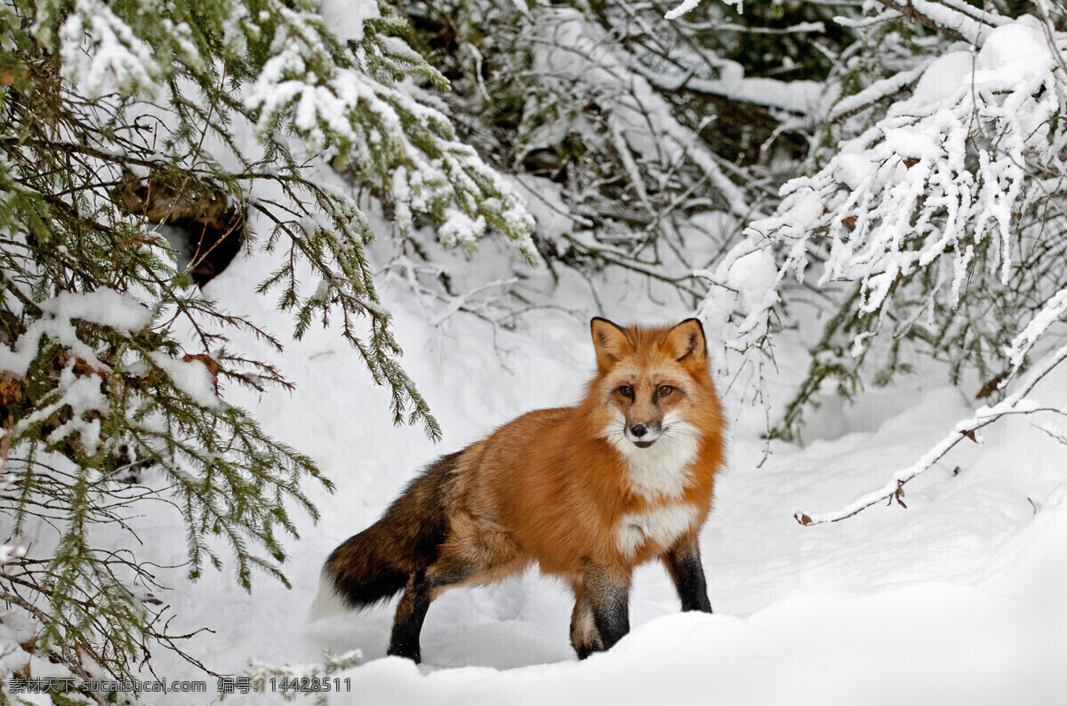 唯美狐狸 唯美 动物 生物 可爱 狐狸 野生 雪狐 狐类 生物世界 野生动物